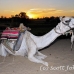 camel_bank_west_lux_h_0009_egy3087.jpg
